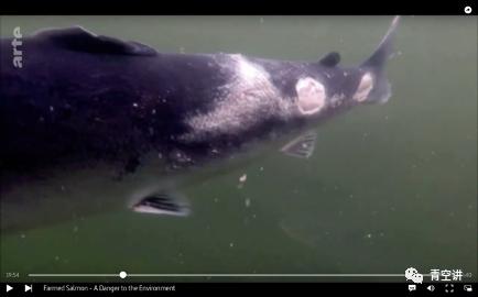 为什么瑞典人不吃挪威产的三文鱼?