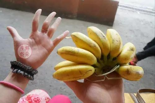 海南必吃十种水果图片名称,海南水果品种大全排名