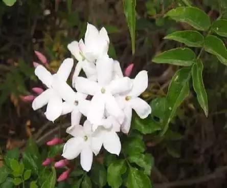 世界各国国花大开眼界美到爆,世界各国国花及国树