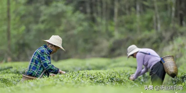 茶写佳话,潜心种茶写佳话