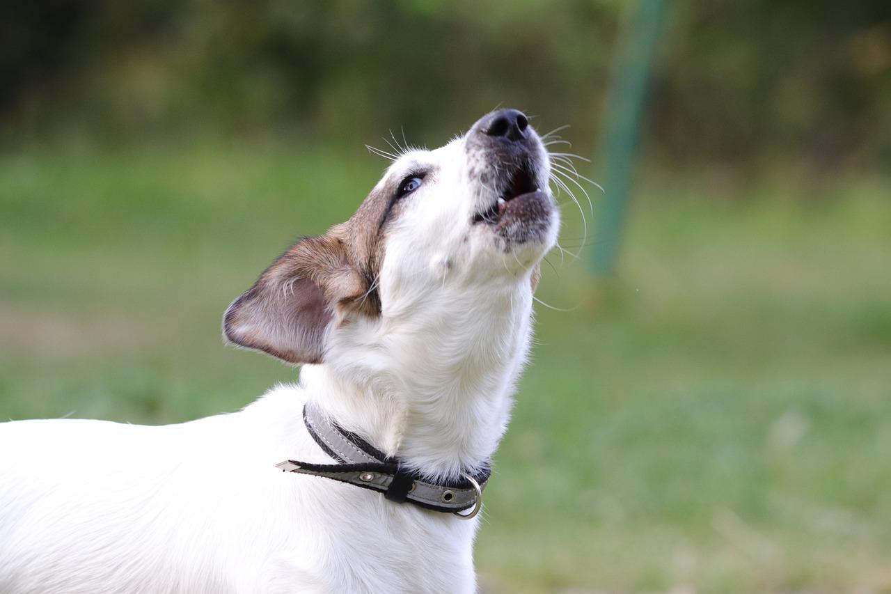 狗狗分离焦虑吠叫不停，邻里关系大危机！其实纠正很容易