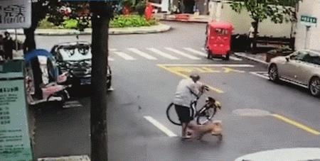 疯狗连咬5人民警果断处置,佛山三水狗咬人的事件