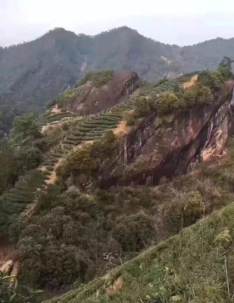 细品武夷岩茶十全肉宴,岩骨花香岩茶
