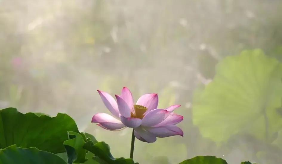 夏季最美荷花在哪里,山东最漂亮的荷花