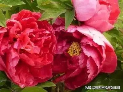 牡丹十大品种九大花系,牡丹进口品种图片及名称