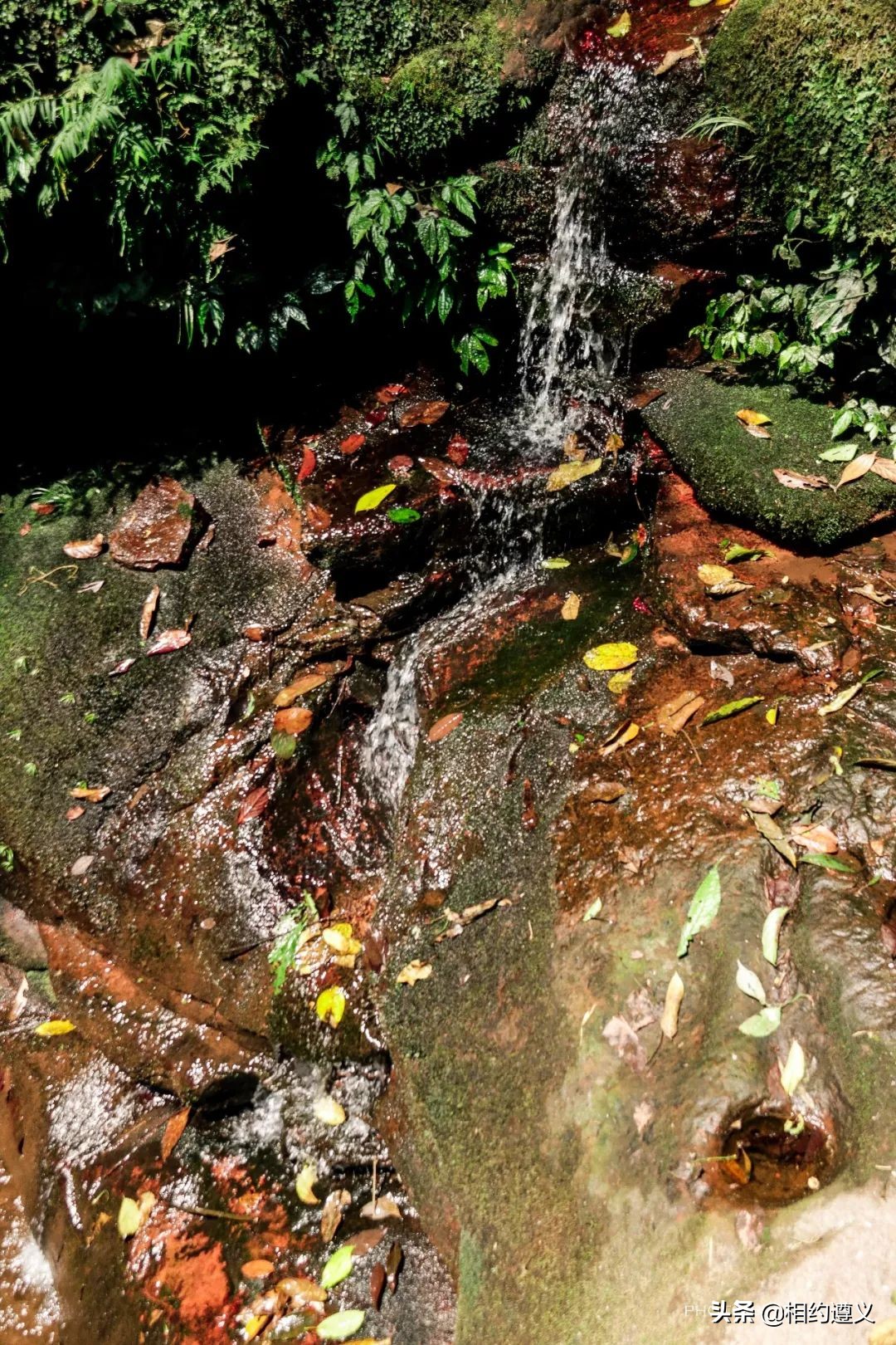 赤水大瀑布 侏罗纪公园 (世界唯一保留的侏罗纪原始公园)