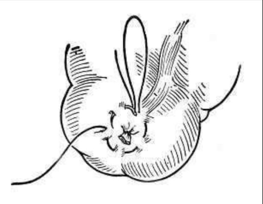 宠物主人：狗狗拉稀引起的直肠脱怎么治疗呢？为什么会反复脱出