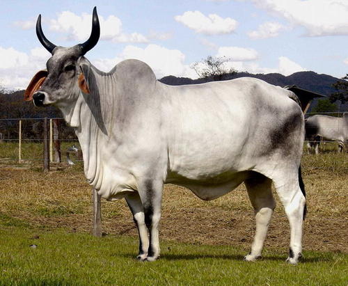 印度你不知道的十个秘密,你所不知道的印度冷知识