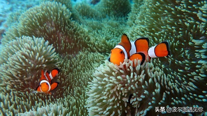 这里胜过斯米兰，媲美马代，是泰国安达曼海上的最后一个处女地！