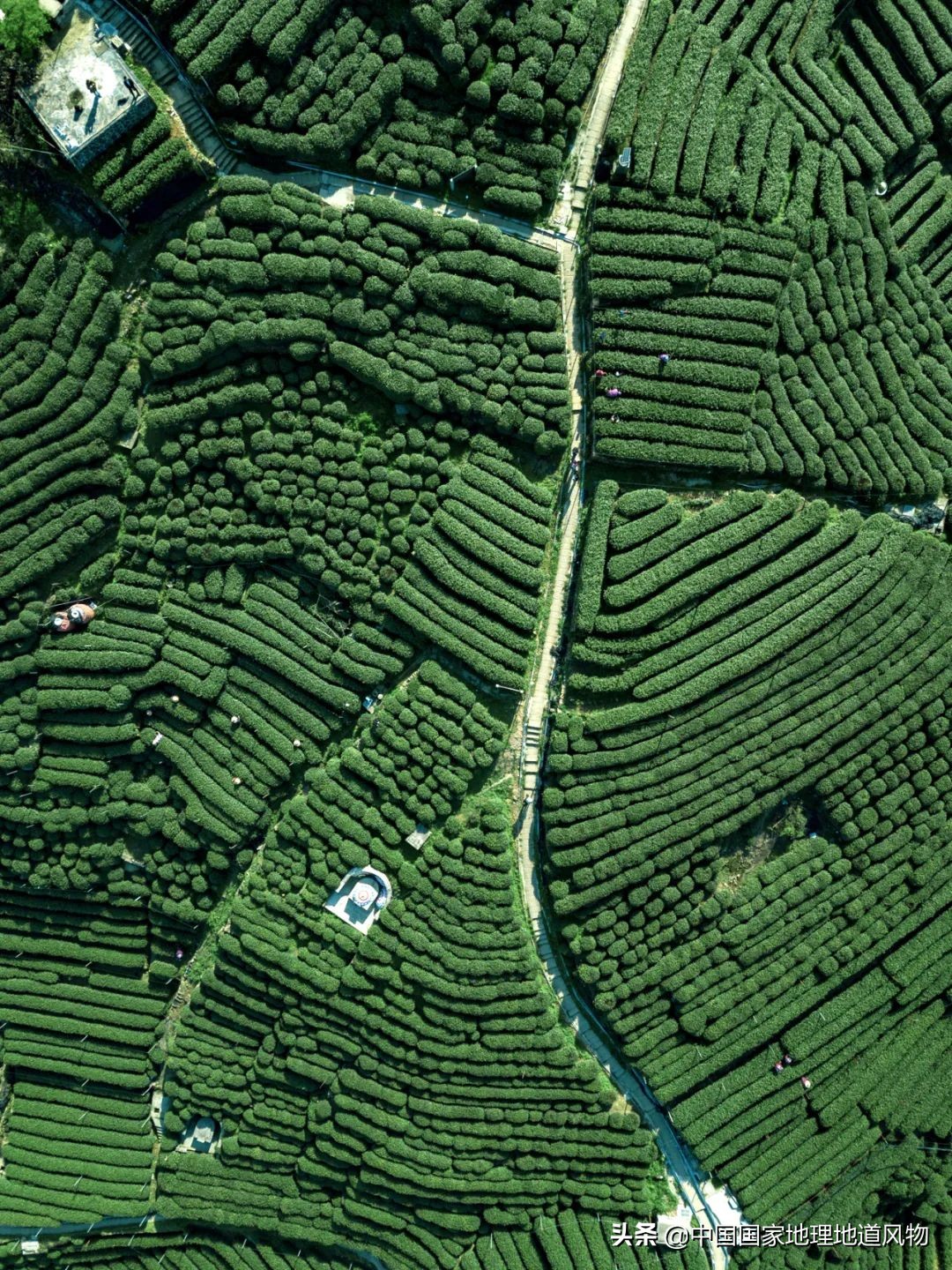 中国茶叶分布图,中国茶区详细分布图