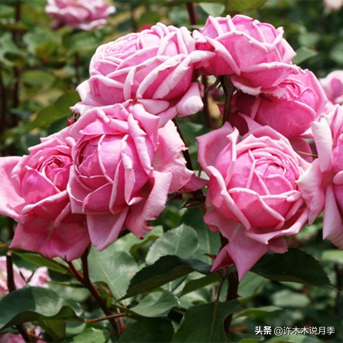 买月季还被骗？教你远离月季网购陷阱，辨别真伪拒绝蔷薇小白花