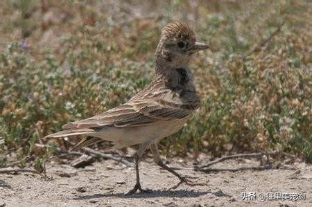 养鸟人注意什么,养鸟喂饲料