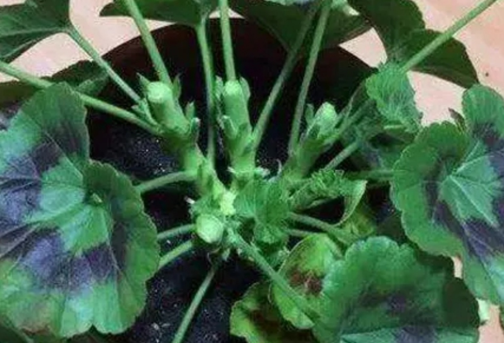 养天竺葵注意事项有哪些,养天竺葵生根方法