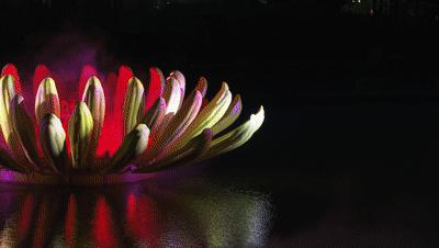 属虎,数虎图像深圳