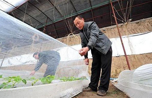 雨雪天气后,大棚蔬菜出现冻害该如何补救?