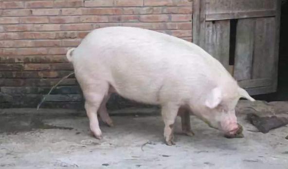 猪尿石症特征,猪泡沫尿是什么病