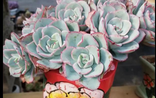 多肉养出状态来有多美？这102种多肉控养上色之后美呆了