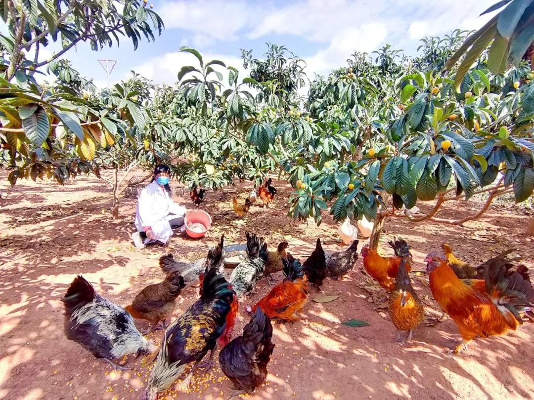 云南大理巍山散养土鸡,云南大理巍山县利客