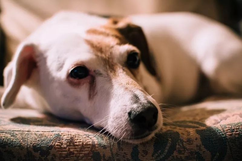 狗狗眼角的泪痕怎么去除小妙招,狗狗眼部泪痕有结痂怎么弄