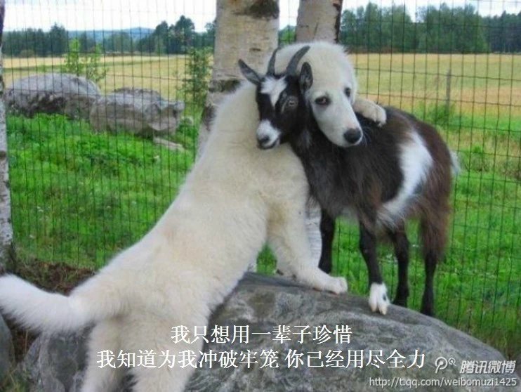 我只想说声爱你,只想再爱你一次