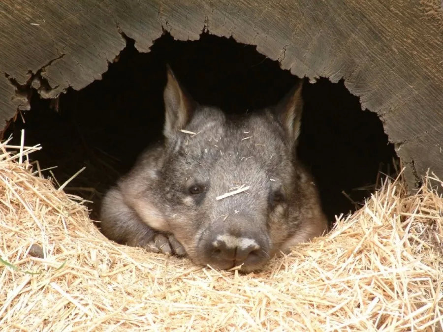 有袋动物为什么都在澳大利亚,有袋动物小科普