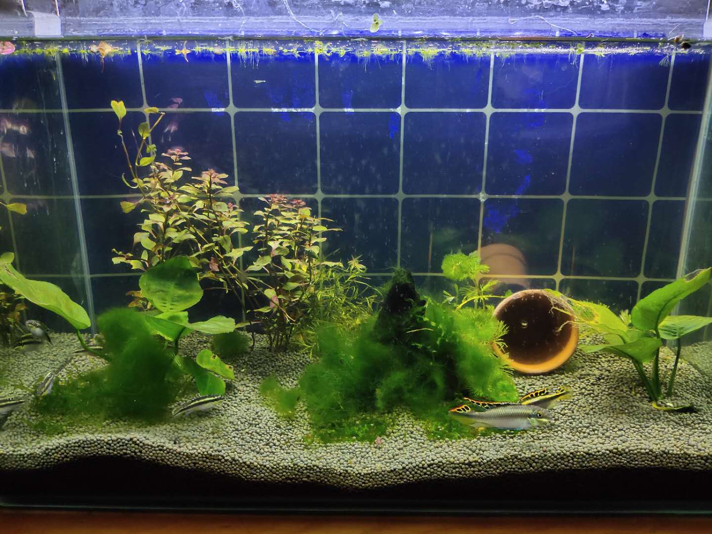 锦鲤观赏鱼到家新鱼烂身怎么治疗,买的观赏鱼到了怎么处理