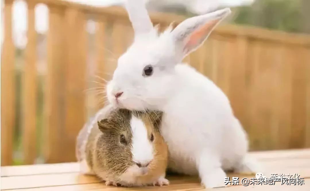 母亲牧场要玩多久,低成本花园家庭农场亲子乐园