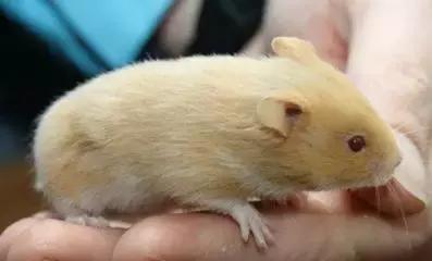 仓鼠种类大仓鼠,仓鼠的详细资料仓鼠的种类