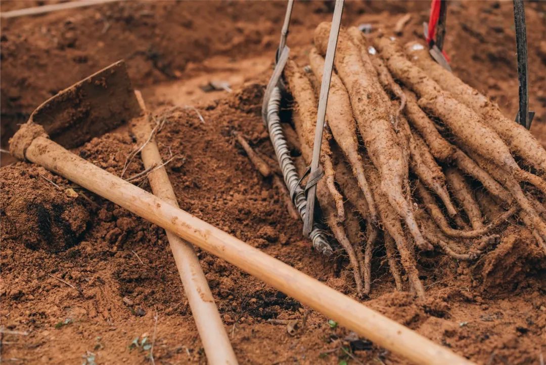 野生的山药好还是人工种植的好,山药种植新方法方便简单还高产