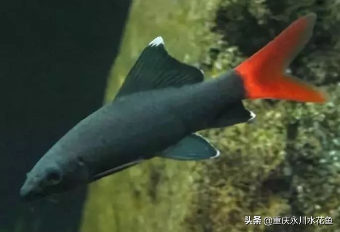 十大最好看的观赏鱼,观赏鱼100种形态