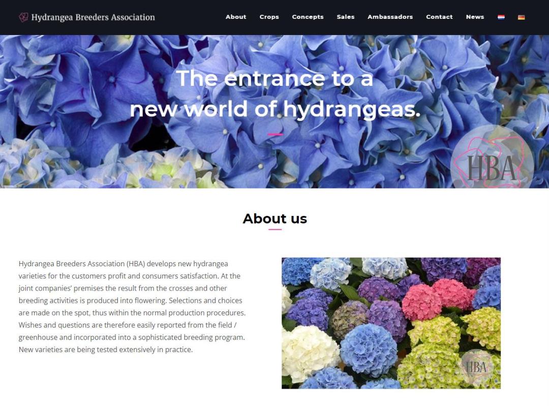 十大顶级绣球品种,最好养的绣球品种