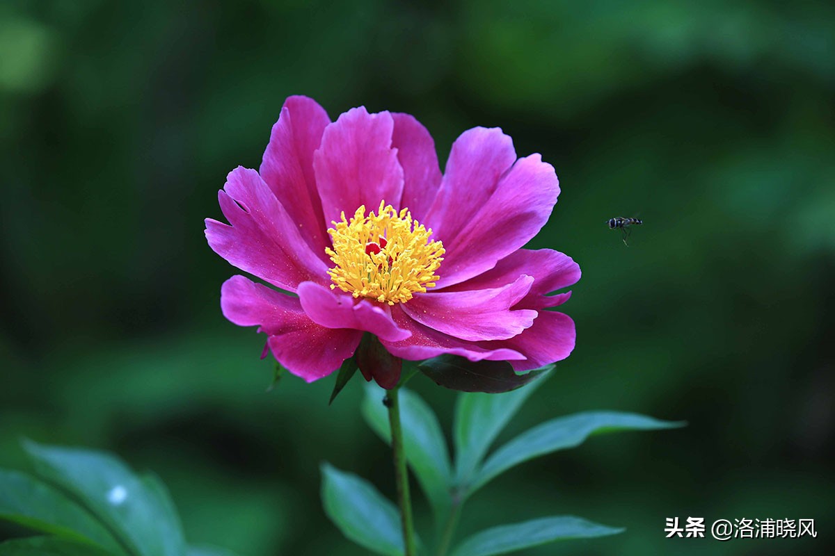 大院绿化的回忆——顺便看看院里的芍药定个究竟有多少种？