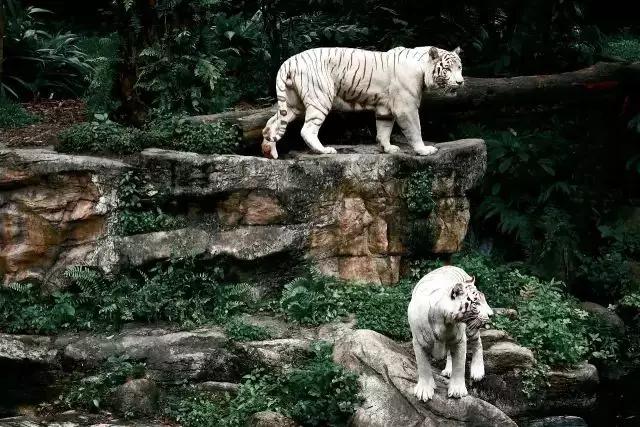 新加坡旅游必吃攻略,来新加坡旅游去哪里吃