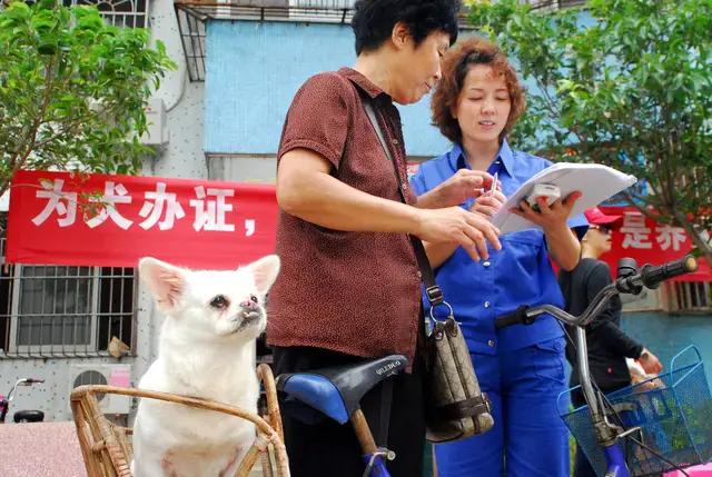 机动车撞死人没有责任也要赔钱,机动车撞没套绳子的狗