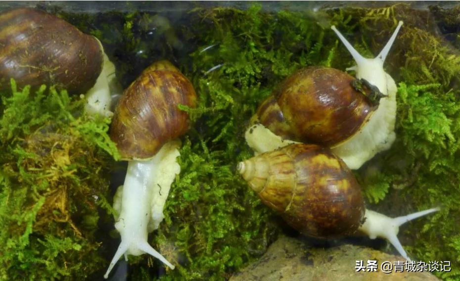 非洲蜗牛足有2斤重，入侵我国多年，云南河口被迫更换蔬菜品类
