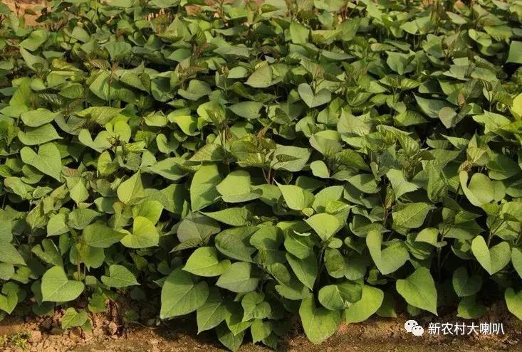 红薯这样种，高产高效！