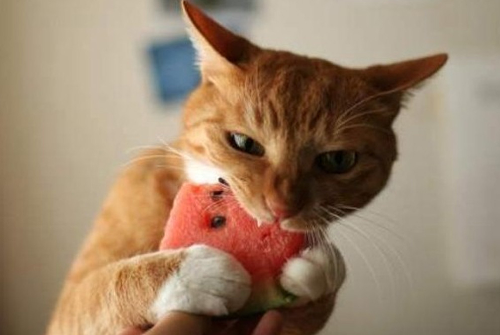 猫咪为什么不能吃橘子皮,猫吃了一点橘子皮怎么处理