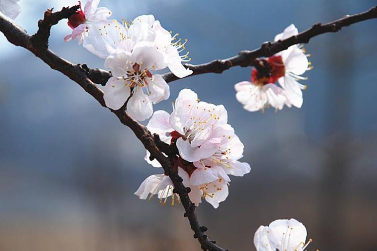 王安石写梅花的诗大全,王安石的北陂杏花表现了什么形象