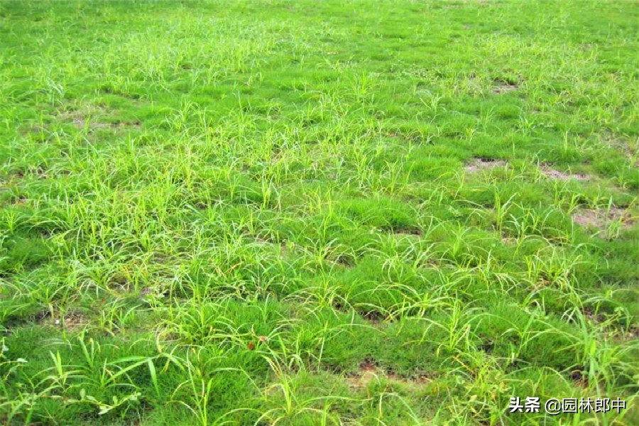 蔬菜田内防除莎草用什么药,莎草用什么药去除能彻底根除