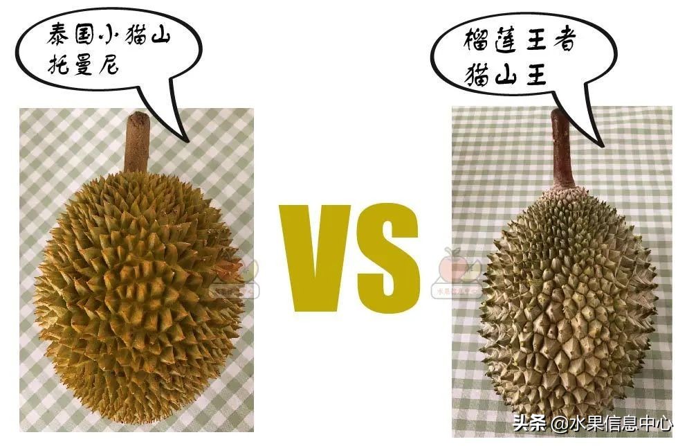 托曼尼猫山王榴莲价格,泰国托曼尼榴莲和猫山王区别