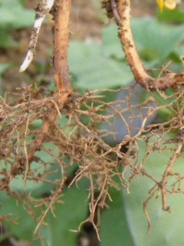 花生叶片小怎么办,花生叶子长得很小是什么原因