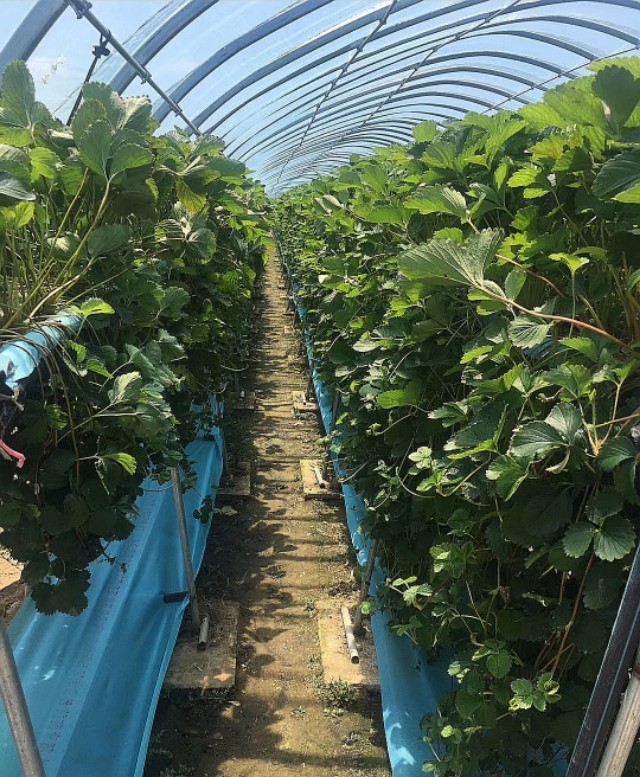 现在哪里有大棚种植草莓,大棚草莓种植草坝