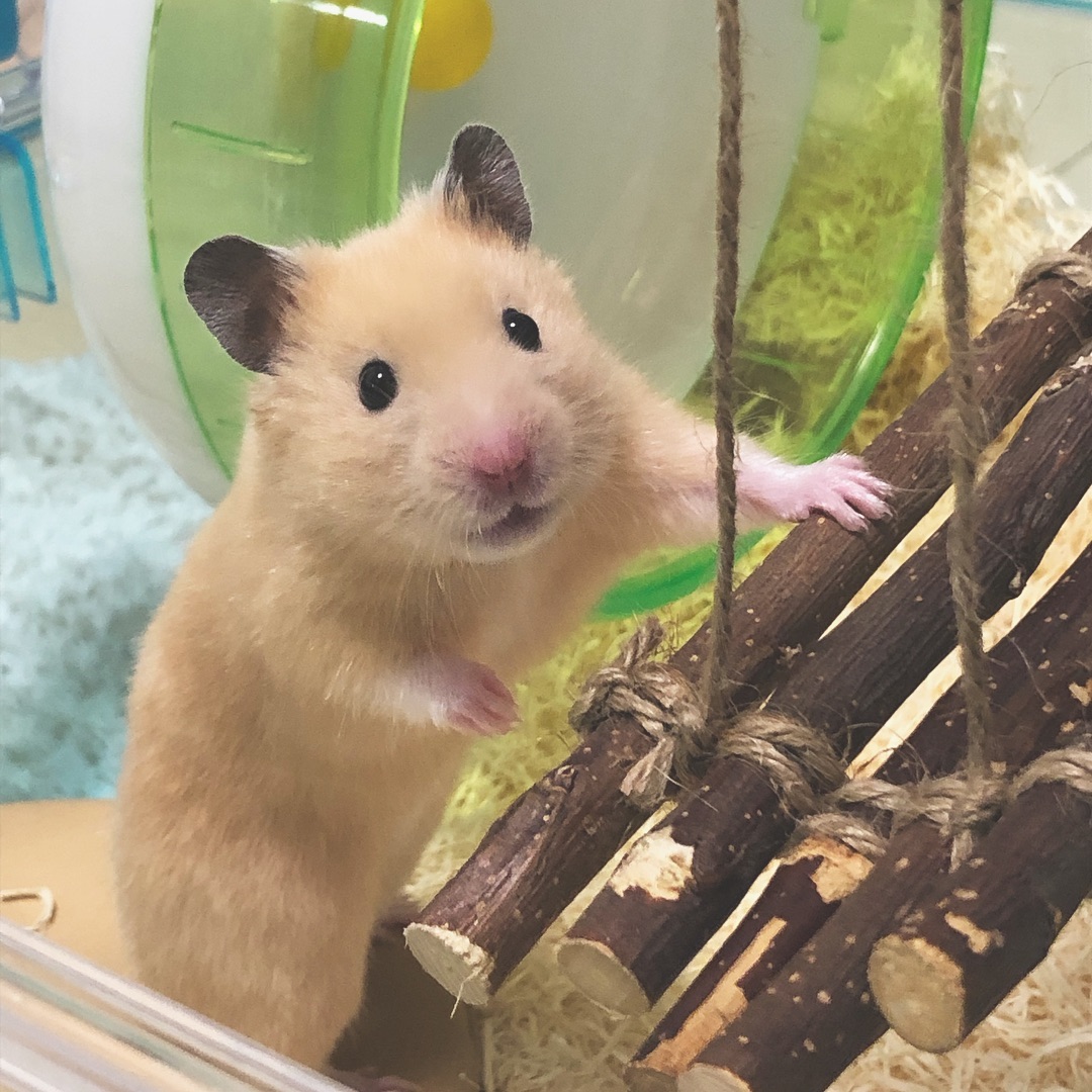 仓鼠为什么要吃掉自己的粑粑,仓鼠为什么吃掉自己的粑粑