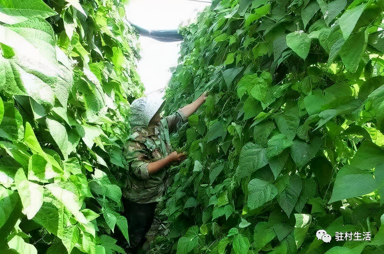 航天员刘伯明回到家乡母校,航天员刘伯明给家乡拜年