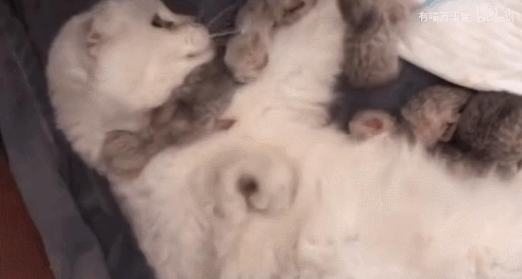 好不容易养大的猫被猪拱了,猫为什么喜欢被猪拱