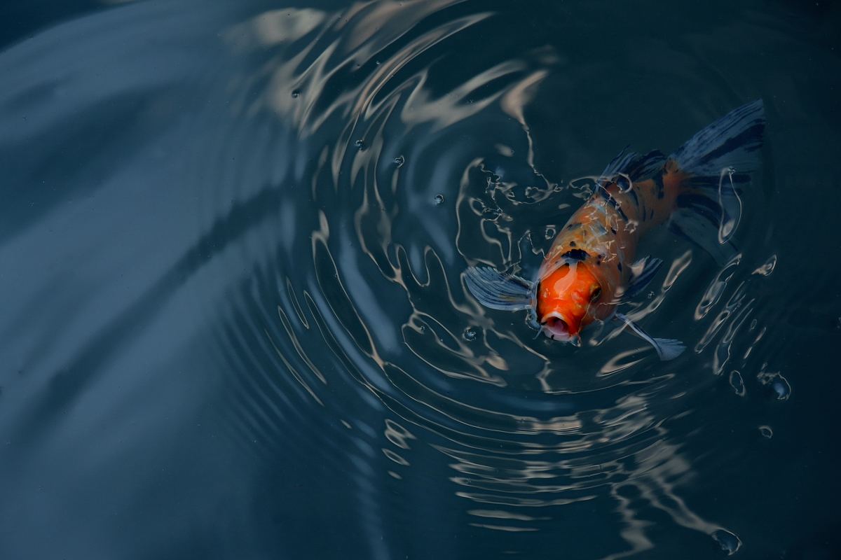 观赏鱼黑鳃病用什么药,观赏鱼鳃发黑是什么原因