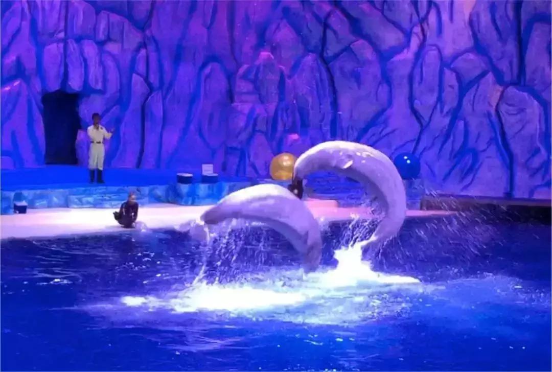 海洋馆的海洋动物表演,小孩子看的海洋动物视频