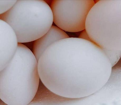 鸽子蛋和鹌鹑蛋的营养区别大吗,鹌鹑蛋和鸽子蛋哪个更好一些营养