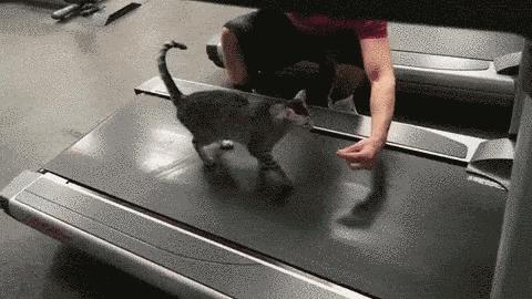 猫咪太肥胖可以节食吗,猫咪吃什么能长胖如何让猫咪长肉