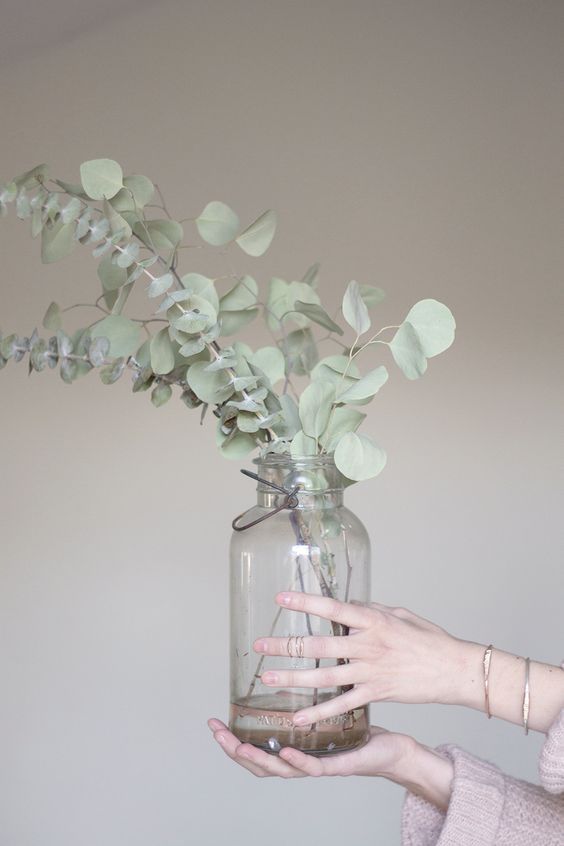 室内除甲醛最好的植被,室内植被存活率高的有哪些